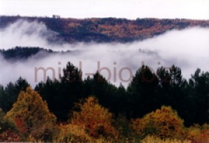 Brume sur une foret en Cevennes Ardechoises
